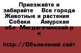 Приезжайте и забирайте. - Все города Животные и растения » Собаки   . Амурская обл.,Магдагачинский р-н